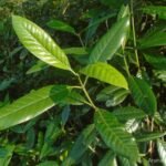 Buy Tarenna asiatica - Live Plant Online Shopping for Sale