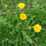 Buy Taraxacum officinalis - Live Plant Online Shopping for Sale