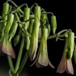 Buy Kalanchoe bhidei - Live Plant Online Shopping for Sale