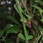 Buy Strobilanthes barbatus - Live Plant Online Shopping for Sale