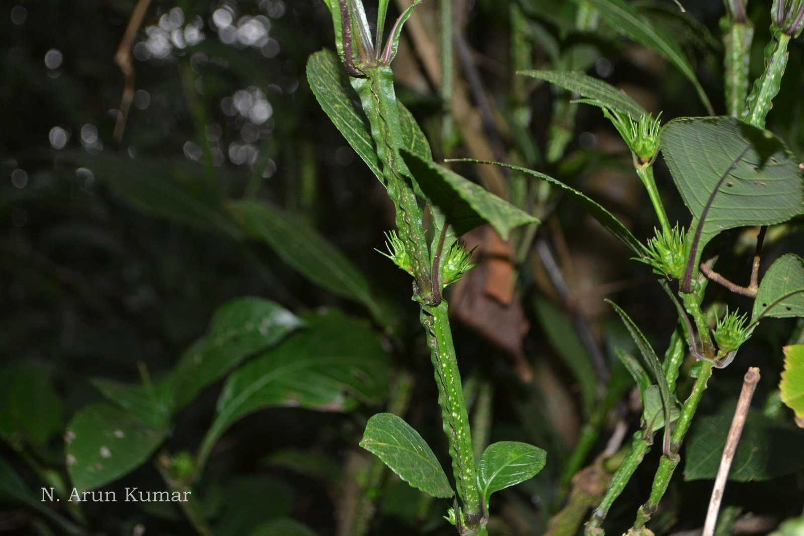 product-43601-featured Buy Strobilanthes barbatus - Live Plant Online Shopping for Sale - Image 1