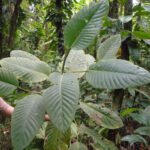 Buy Piper arborea - Live Plant Online Shopping for Sale