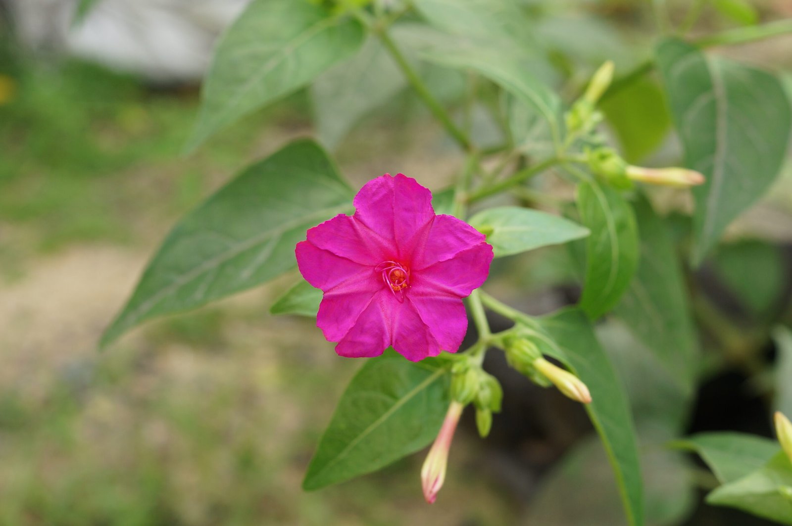 product-43773-featured Buy Four o' clock plant, andhimantharai,
அந்திமந்தாரை, chandrakantha,
anthimantharam, chandramallige, mirabilis jalap - Live plant
online shopping for sale - Image 1