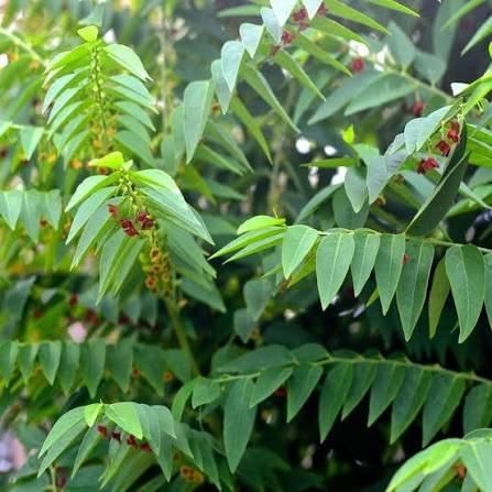 product-43934 Buy Multi vitamin plant, Sauropus androgynus, Thavasi Murungai,
தவசிமுருங்கை, Chakraani, charamuni,
Madhuracheera - Live plant online shopping for sale - Image 1