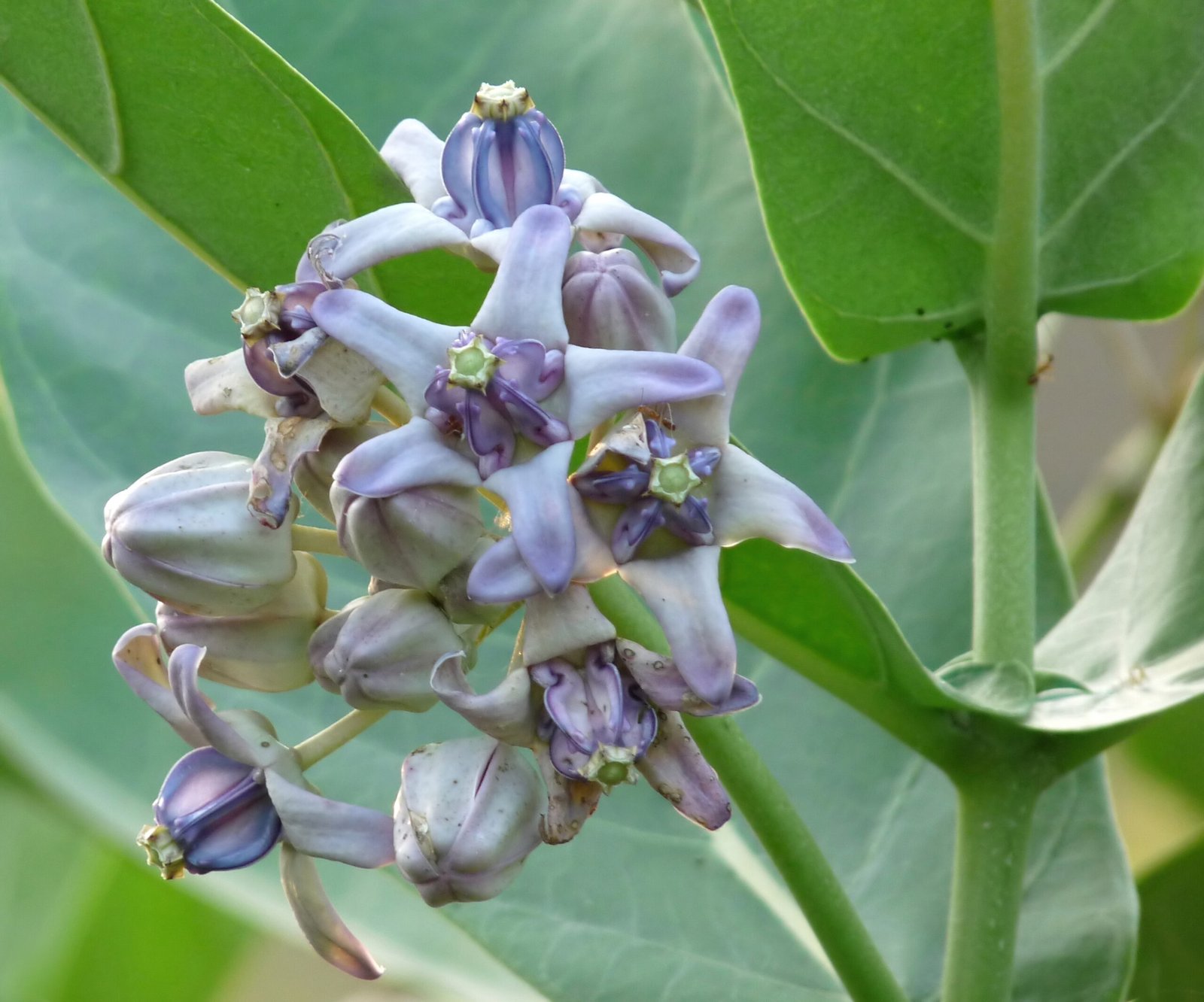 product-44019-featured Buy Crown Flower - Live Plant Online Shopping for Sale - Image 1