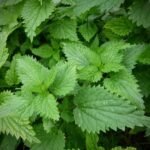 Buy Hen's Nettle, Hawai woodnettle, stinging nettle  - Live Plant 
Online Shopping for Sale