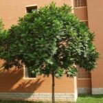 Buy Filicium decepiens, fern tree, ningal, valmuricha, neeroli, 
kaadu hoovarasi - Live Plant Online shopping for sale