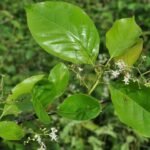 Buy karukamaram, aadali, chamror - Live Plant Online Shopping for 
Sale