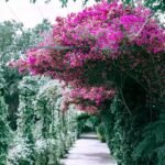 Buy Mansoa alliacea - Live Plant Online Shopping for Sale