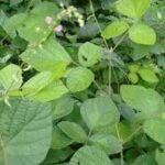 Buy Pseudarthria viscida,Hedysarum viscidum, Desmodium 
timoriense, Desmodium viscidum, Sticky pod weed, Kodi ottai, 
Nayakuponna, Muyak, Salaparni, Moovila pachai, minnal keerai, 
moovilai punnai - Live plant online shopping for sale