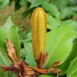 Buy Pterospermum xylocarpum, Masappoondi, tada, kanakakombu - Live plant online shopping for sale