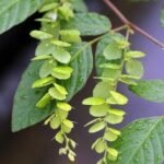 Buy Desmodium pulchellum, Vellalothi, jatsalpan, kattumutira, kondaantintha, lodhrah, lodrom - Live plant online shopping for sale