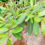 Arjun tree (Terminalia arjuna) Live Plant