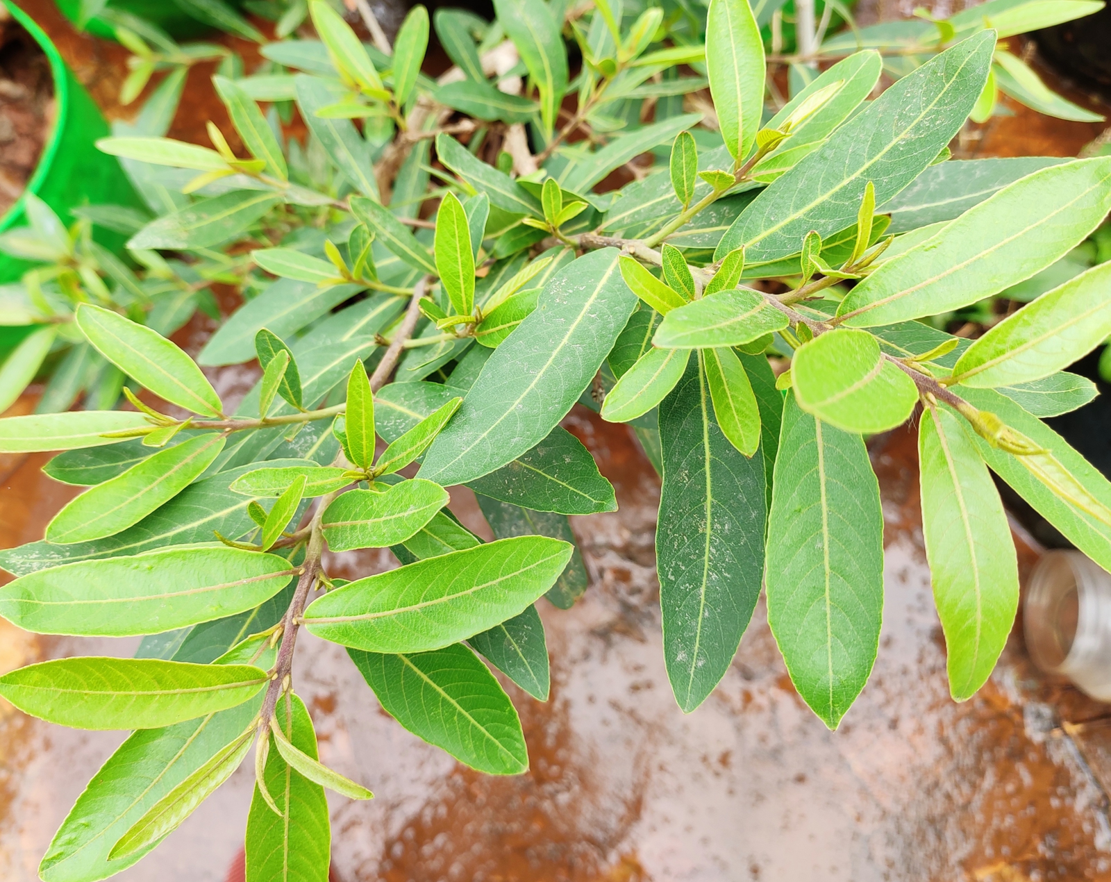 q2bpzw6uclvawswnvjmi-1.png Arjun tree (Terminalia arjuna) Live Plant - Image 1