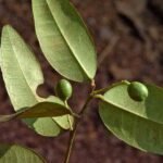 Buy Symplocos racemosa, Lodh Tree, Lodhra plant, Lodhra racemosa, 
लोध Lodh, लोधरा, Lodhra, லோத்ரம் - 
Live plant online shopping for sale