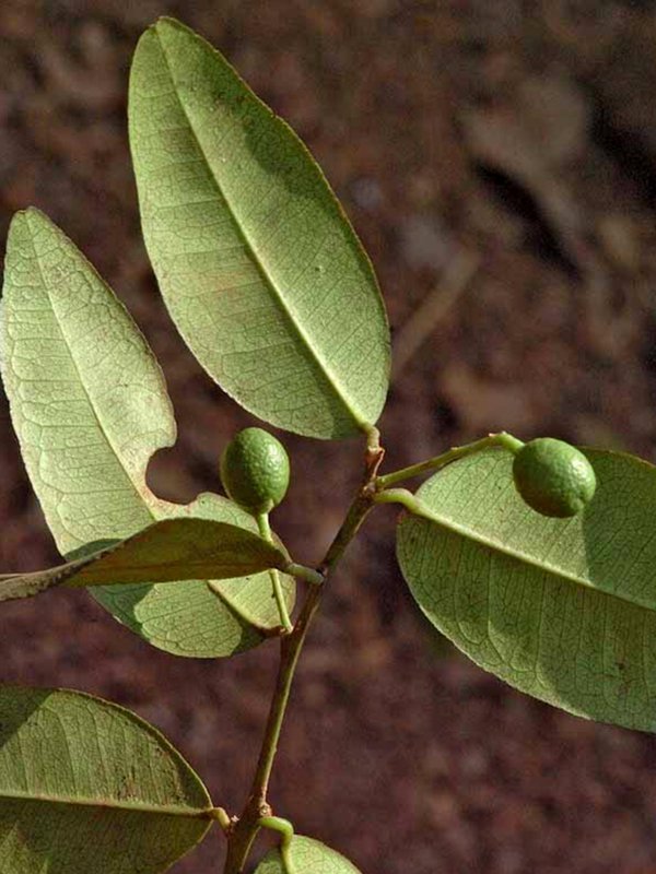 racemosa-1.jpg Buy Symplocos racemosa, Lodh Tree, Lodhra plant, Lodhra racemosa,
लोध Lodh, लोधरा, Lodhra, லோத்ரம் -
Live plant online shopping for sale - Image 1