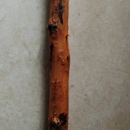Raktha boothalam 1 feet stick