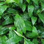 Buy Red turmeric plant, curcuma sp - red, சிவப்பு 
மஞ்சள், लाल हल्दी - Live plant online 
shopping for sale