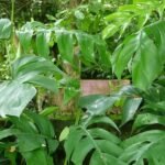 Buy Rhaphidophora pertusa, Perforated Philodendron, Ilatti 
Maravalai, Dodda Thippali, Enuganalleru, Yenuganalleru - Live 
plant online shopping for sale