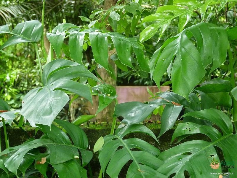rhaphidophora.jpg Buy Rhaphidophora pertusa, Perforated Philodendron, Ilatti
Maravalai, Dodda Thippali, Enuganalleru, Yenuganalleru - Live
plant online shopping for sale - Image 1