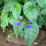 Buy rhynchoglossum obliquum blume, kal thaali, kila neeli - 
Herbal live plant online shopping for sale