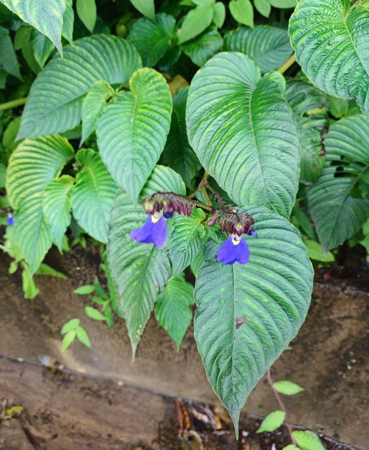 rhynchoglossum-obliquum.jpeg Buy rhynchoglossum obliquum blume, kal thaali, kila neeli -
Herbal live plant online shopping for sale - Image 1