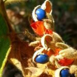 Buy Rhynchosia cyanosperma, rhynchosia hirta, निळी 
गुंज, nili gunj, Hairy snoutbean Blue, Neela kundrimani - 
Herbal plant live plant online shopping for sale