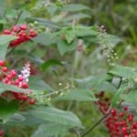 Buy Rivina humilis, rakthanelli, ratha nelli, Baby Pepper, 
Bloodberry, Coralito, Inkberry, Pigeonberry, Rouge Plant, Small 
Pokeweeed - Live plant online shopping for sale
