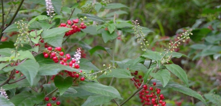 rivina-humilis.jpg Buy Rivina humilis, rakthanelli, ratha nelli, Baby Pepper,
Bloodberry, Coralito, Inkberry, Pigeonberry, Rouge Plant, Small
Pokeweeed - Live plant online shopping for sale - Image 1
