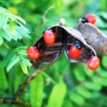 Buy Coral bead vine, Rosary pea, Abrus Precatorius-Red and Black 
Tamil : Kunri mani, Kundumani, Gulugunji, Kunnikkuru, Guruginja, 
Gunja, Ratti, குன்றிமணி - Live plant online 
shopping for sale