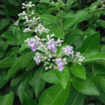 Buy Vitex trifoliata, karpoora nochi, kapoor vitex, kapur vitex - Live plant online shopping for sale