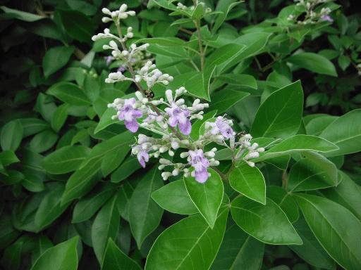 rrrjtlrdu9hzpenbkxsm.png Buy Vitex trifoliata, karpoora nochi, kapoor vitex, kapur vitex - Live plant online shopping for sale - Image 1