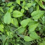 Buy Rubia cordifolia, Indian madder, मजीठ, majith, 
मञ्जिष्ठा, manjishtha, manjatti, kollimalai 
nathaisoori, மஞ்சட்டி, majith - Live plant online 
shopping for sale