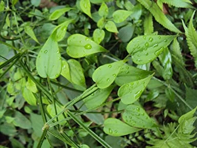 rubia cordifolia