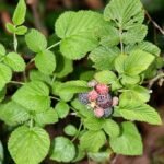 Buy Rubus niveus plant showing live Mysore Raspberry foliage and stems
