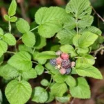 rubus niveus mysore raspberyy