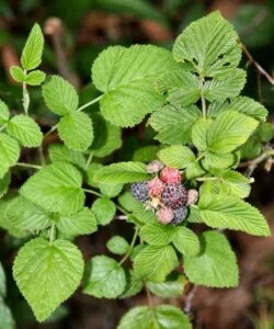 rubus niveus mysore raspberyy