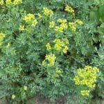 Buy Ruta graveolens, arubata, sadapaku, aruvatham pachai, 
அறுவதா - Live plant online shopping for sale