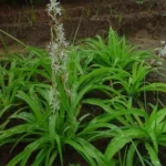 chlorophytum borivilianum