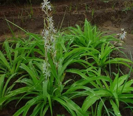 chlorophytum borivilianum