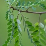Buy Konkan moringa - Live Plant Online Shopping for Sale