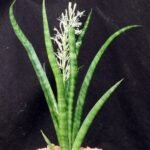 Buy Sansevieria roxburghii - Live Plant Online Shopping for Sale