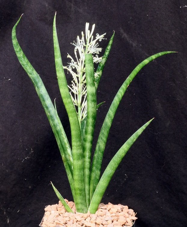 sansevieria-roxburghiana-3.jpg Buy Sansevieria roxburghii - Live Plant Online Shopping for Sale - Image 1