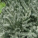Buy Santolina chamaecyparissus, Lavender Cotton, Gray Santolina, 
Santolina incana - live plant online shopping for sale