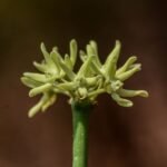 Buy sarcostemma intermedium - Live Plant Online Shopping for Sale