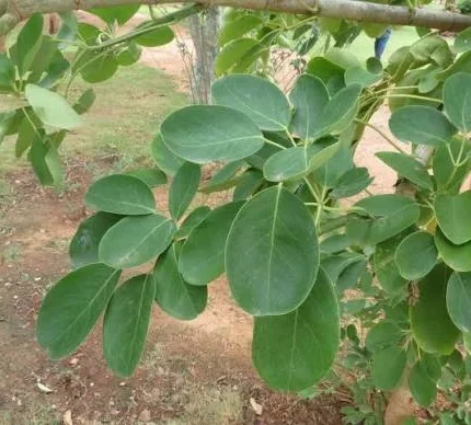 peiviratti schefflera stellata