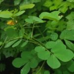 Buy senna tora, Stinking Cassia, Chinese senna, foetid cassia, 
Java bean, low senna, peanut weed, sickle senna, sicklepod, oosi 
thagarai, Panwar, Chakunda, Chakvat - Live plant online shopping 
for sale