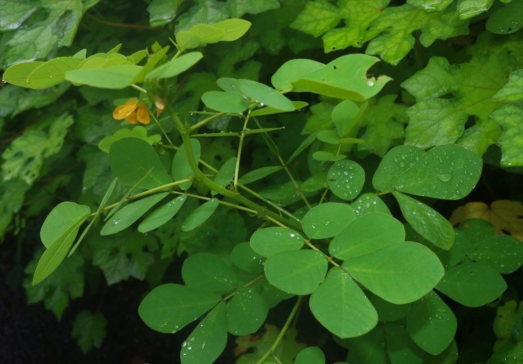 senna-tora.jpg Buy senna tora, Stinking Cassia, Chinese senna, foetid cassia,
Java bean, low senna, peanut weed, sickle senna, sicklepod, oosi
thagarai, Panwar, Chakunda, Chakvat - Live plant online shopping
for sale - Image 1