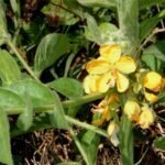 Buy senna hirsuta, cassia hirsuta, hairy senna, ponnaavarai, 
பொன்னாவாரை, malai avaarai - Live plant online 
shopping for sale