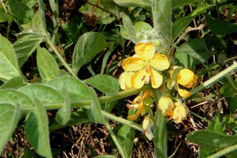 senna_hirsuta.jpg Buy senna hirsuta, cassia hirsuta, hairy senna, ponnaavarai,
பொன்னாவாரை, malai avaarai - Live plant online
shopping for sale - Image 1